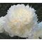 Пион 'Эльза Сасс' / Paeonia lactiflora 'Elsa Sass'