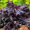 Гейхера ‘Блэк Таффета’  / Heuchera ‘Black Taffeta’