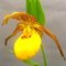 Башмачок 'Инге' / Cypripedium 'Inge'