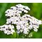 Тысячелистник  'Нью Винтаж Уайт' / Achillea 'New Vintage White'