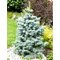 Пихта одноцветная Компакта / Abies concolor Compacta