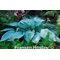 Хоста 'Титаниум'  /  Hosta hybride 'Titanium'