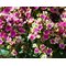 Флокс метельчатый 'Ореол'  / Phlox paniculata Aureole
