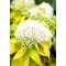 Спирея японская 'Уайт Голд' / Spiraea japonica 'White Gold'