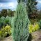 Можжевельник 'Скайрокет' /  Juniperus 'Skyrocket'