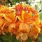 Рододендрон листопадный 'Голден Игл' / Rhododendron luteum 'Golden Eagle'