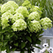 Гортензия метельчатая 'Уайт Лайт' / Hydrangea paniculata 'White Light'