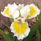 Ирис карликовый 'Кэптив Сан' / Iris pumila 'Captive Sun', Kayeux