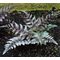 Папоротник кочедыжник 'Урсулас Ред'  / Athyrium nipponicum 'Ursula's Red'