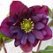 Морозник восточный 'Дабл Эллен Перпл' / Helleborus orientalis 'Double Ellen Purple'