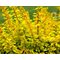 Барбарис 'Голдэн Карпет' / Berberis thunbergii 'Golden Carpet'