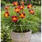 Лилейник 'Эври Дейлили Рэд Рибс' / Hemerocallis 'Everydaylily Red Ribs '