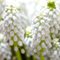 Мускари 'Уайт Мэджик'/ Muscari armeniacum 'White Magic'