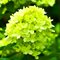 Гортензия метельчатая 'Мохито' / Hydrangea paniculata 'Mojito'