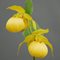 Башмачок 'Барри Филлипс' / Cypripedium 'Barry Phillips'