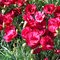 Гвоздика серовато-голубая Рубин / Dianthus grat. 'Rubin'