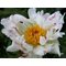 Пион 'Крэйзи Дейзи' / Paeonia 'Crazy Daisy'