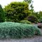 Можжевельник горизонтальный 'Вилтони' / Juniperus horizontalis 'Wiltonii'
