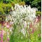 Кровохлебка 'Ол Тайм Хай' / Sanguisorba tenuifolia  'All Time High'
