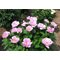 Пион 'Мэй Лилак' / Paeonia hybryda 'May Lilac'