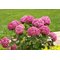 Гортензия древовидная 'Белла Рагацца Мауветта' / Hydrangea arb. 'Bella Ragazza Mauvette'