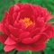 Пион 'Рэспберри Чарм' / Paeonia lactiflora 'Raspberry Charm '