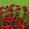 Эхинацея 'Сансикерс Рэд' / Echinacea 'Sunseekers Red'
