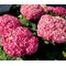 Гортензия древовидная 'Белла Рагацца Мауветта' / Hydrangea arb. 'Bella Ragazza Mauvette'