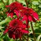 Эхинацея 'Крэнберри' /                                   Echinacea Doble Scoup  'Cranberry'