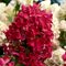Гортензия метельчатая 'Диамант Руж' / Hydrangea paniculata  'Diamant Rouge'