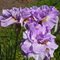 Ирис сибирский 'Империал Опал' / Iris sibirica 'Imperial Opal'