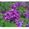 Сирень мейера 'Блюмеранг Дарк Пёрпл' / Syringa meyeri 'Bloomerang Dark Purple '