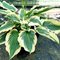 Хоста 'Пайот Найт Куин' / Hosta hybride 'Payot Night Queen'