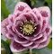 Морозник восточный 'Дабл Эллен Пинк Споттед' / Helleborus orientalis 'Double Ellen Pink Spotted'