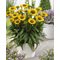 Эхинацея 'Меллоу Еллоу' / Echinacea 'Mellow Yellow'