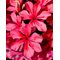 Флокс метельчатый 'Клеопатра' / Phlox  paniculata 'Cleopatra'