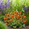 Гравилат 'Оранж Пампкин' / Geum 'Orange Pumpkin'