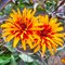 Гелиопсис 'Еллоу Спайдер' / Heliopsis helianthoides 'Yellow Spider'