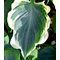 Хоста 'Орион’с Белт' / Hosta hybride 'Orion's Belt'