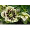 Морозник восточный 'Дабл Еллоу Споттед' / Helleborus orientalis 'Double Yellow Spotted'