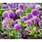 Примула зубчатая  'Лилак' / Primula denticulata 'Lilac'