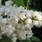 Сирень обыкновенная 'Память о Колесникове' / Syringa vulgaris 'Pamyat o Kolesnikove'