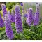 Дельфиниум 'Хайландер Блуберри Пай'   /      Delphinium 'Highlander Blueberry Pie'