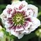 Морозник восточный 'Дабл Уайт Споттед' / Helleborus orientalis 'Double White Spotted'