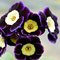 Примула ушковая 'Джойс' / Primula auricula  'Joyce'