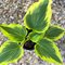 Хоста 'Пайот Найт Куин' / Hosta hybride 'Payot Night Queen'