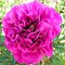 Пион Ито-гибрид 'Бель Тулузэн' / Paeonia Itoh 'Belle Toulousaine'