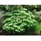 Дармера щитовидная / Darmera peltata
