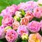 Примула 'Барнхэвен Каме' / Primula   'Barnhaven �������Camaie'