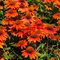 Эхинацея 'Лакота Оранж' / Echinacea 'Lakota Orange'